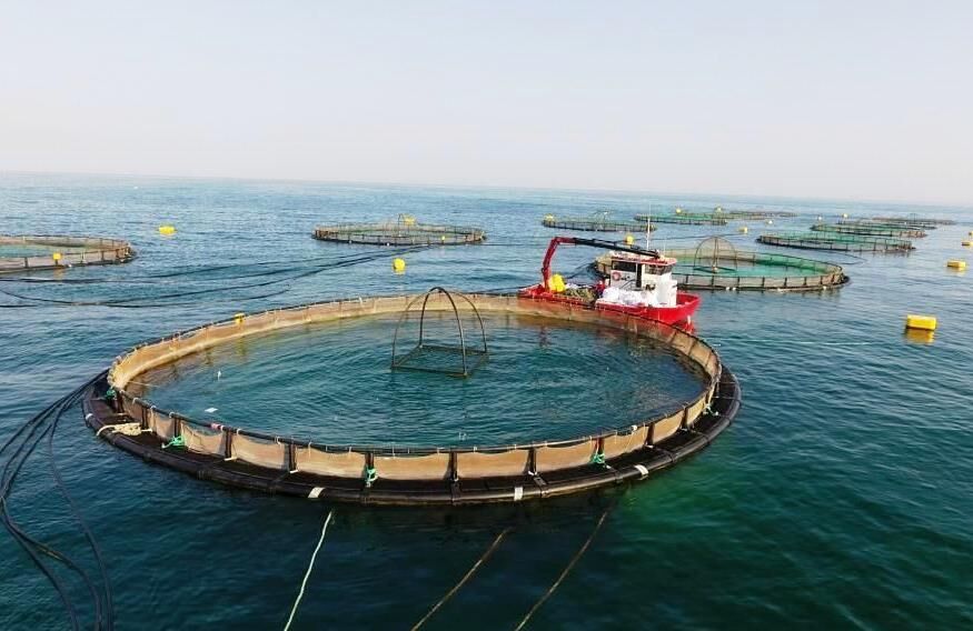 استاندار: چشم‌انداز طرح تولید ماهی در قفس بوشهر ۶۰ هزار تن است