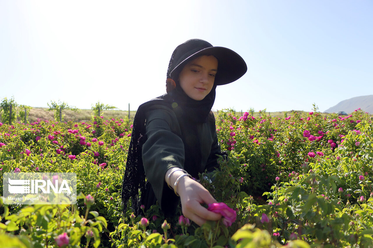افزایش ۴۴ درصدی مدیران زن در وزارت جهاد کشاورزی در سه سال اخیر