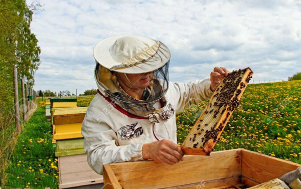 تحقق اقتصاد مقاومتی با پرورش زنبور عسل