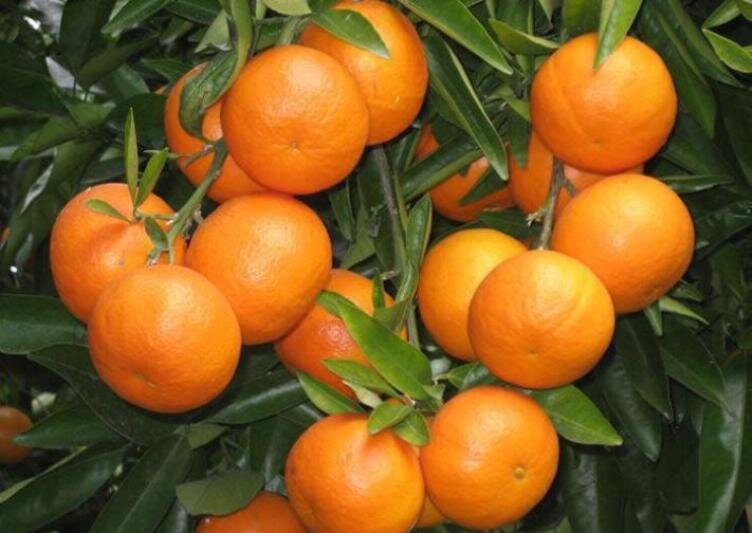 راهبرد بازار؛ افزایش ۱۰برابری قیمت پرتقال از باغ تا مغازه