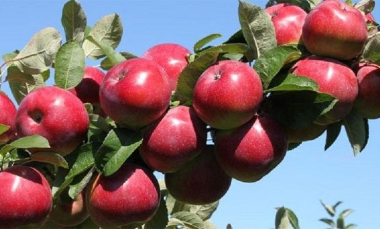 راهبرد بازار؛ تسهیل مسیر صادراتی، نیاز اساسی سیب آذربایجان‌غربی
