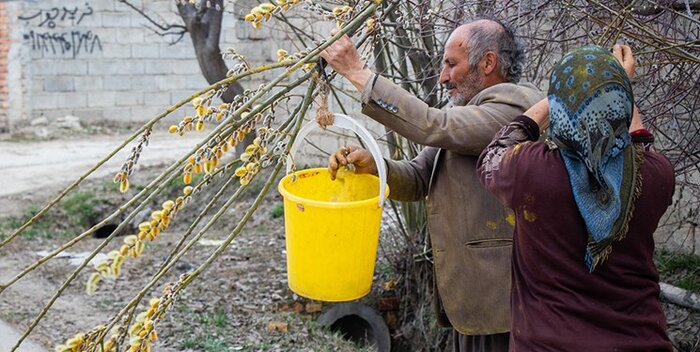 راهبرد بازار؛ شمیم شکوفه های طلایی ارمغان بهار در آذربایجان غربی