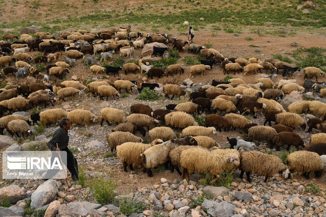 راهبرد بازار؛ عشایر استان سمنان برای افزایش ٣٠٠ تنی گوشت تسهیلات می‌گیرند