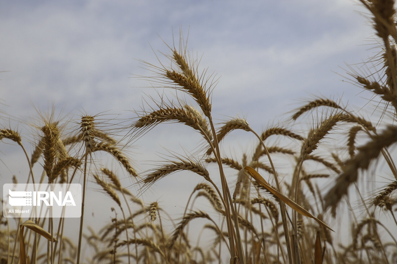 راهبرد بازار؛ پیش بینی خرید تضمینی ۱.۳میلیون تن گندم در خوزستان