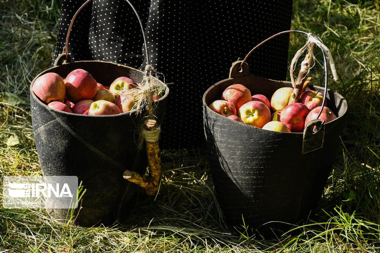 راهبرد بازار؛ باغداران نگرانی برای فروش سیب پادرختی درجه ۳ صنعتی نداشته باشند