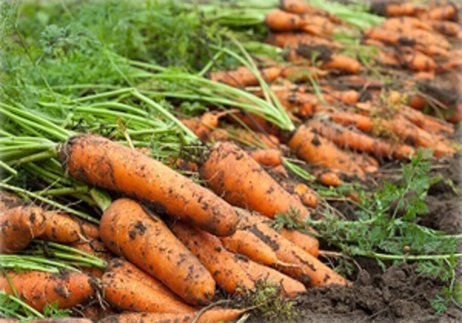 راهبرد بازار؛ تولید ۲۶۰ هزار تن هویج در تابستان امسال
