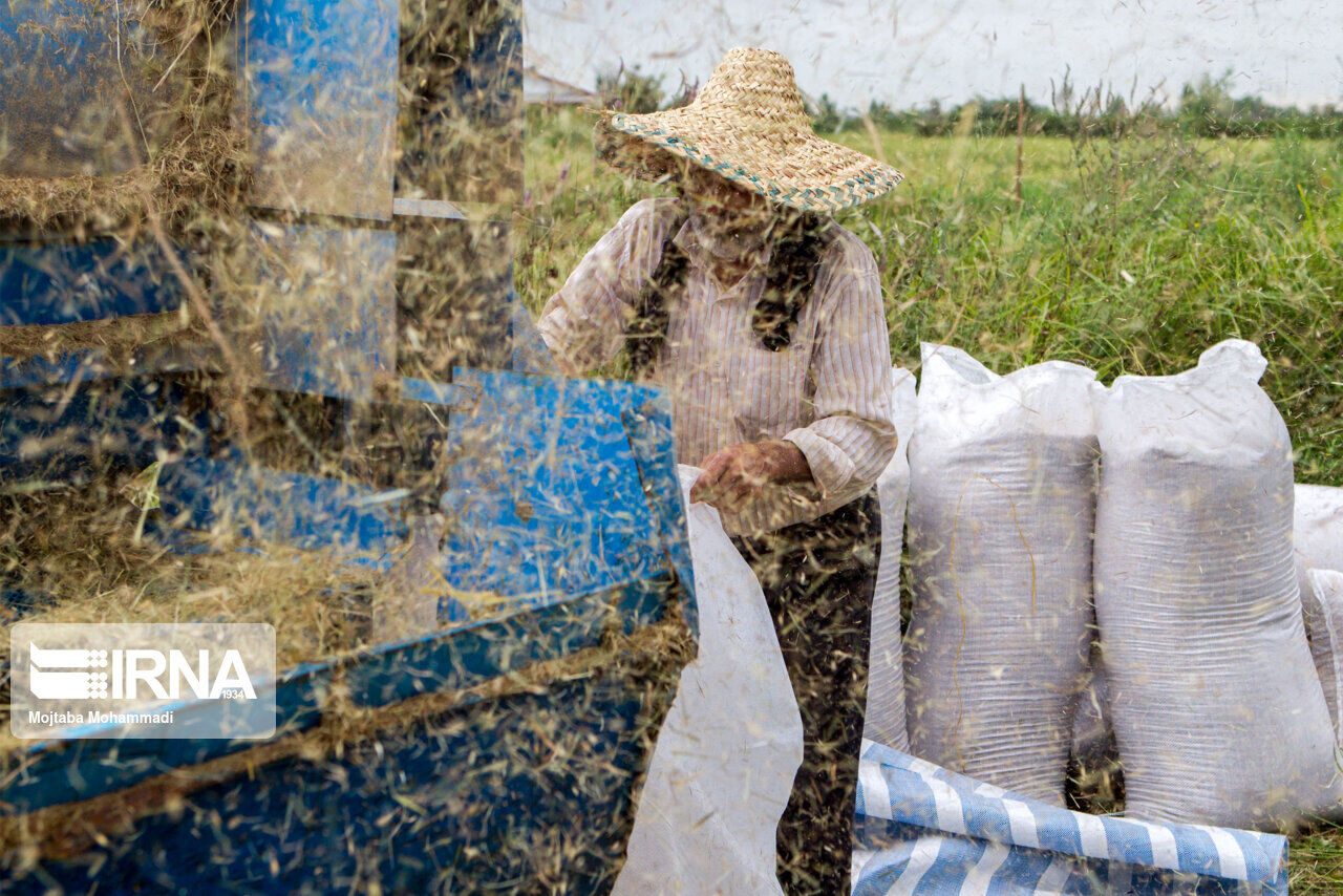 راهبرد بازار؛ دانه‌های طلایی برنج زیر تیغ تیز انصاف دروگرها