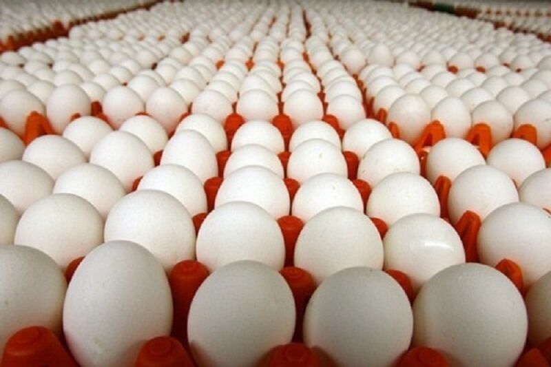 راهبرد بازار؛ چه مساله‌ای مانع دسترسی شاهرودی‌ها به تخم‌مرغ با قیمت تنظیم بازار است؟