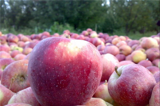 راهبرد بازار؛ اختلاف قیمتی سیب از باغ تا تره بار چقدر است؟