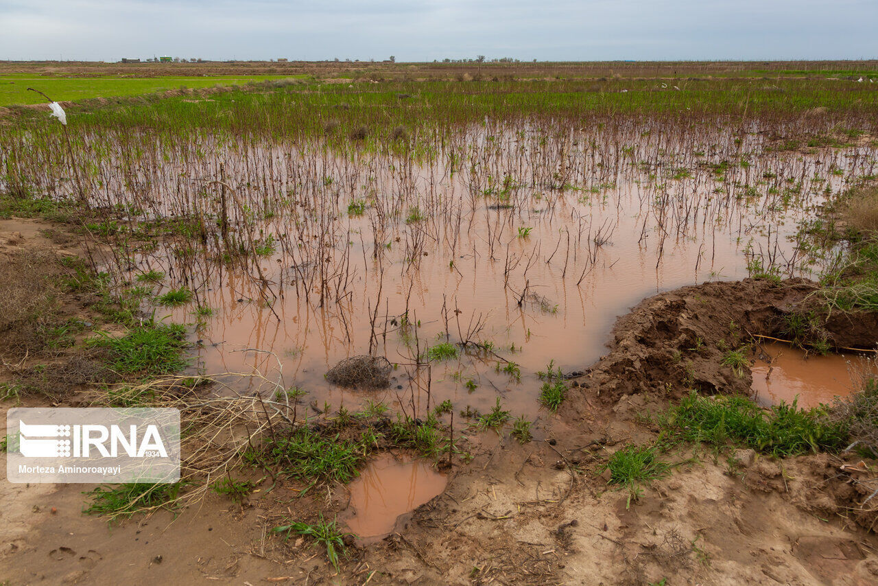 راهبرد بازار؛ خسارت بارندگی به زمین‌های کشاورزی شادگان ۵۰ میلیارد ریال اعلام شد