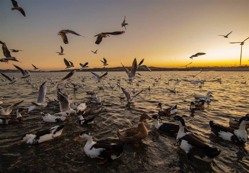راهبرد بازار؛ دریاچه شهدای خلیج فارس میزبان پرندگان مهاجر+عکس