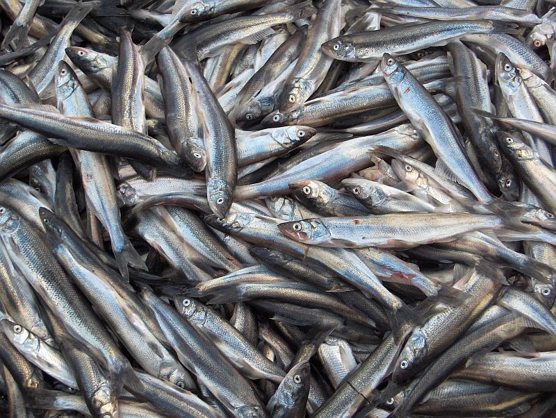 راهبرد بازار؛ صید بیش از ۱۳ هزار تن ماهی کیلکا در ۹ ماهه امسال
