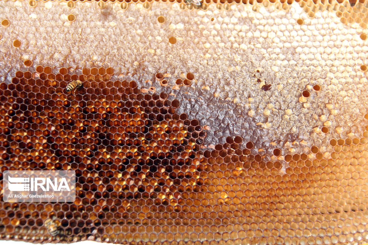 راهبرد بازار؛ تخصیص ۲۰ هزار تن شکر به زنبورداران کشور