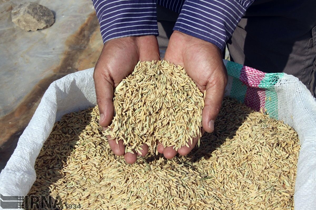راهبرد بازار؛ توزیع بیش از ۳۵ تن بذر گواهی شده شلتوک برنج در رضوانشهر