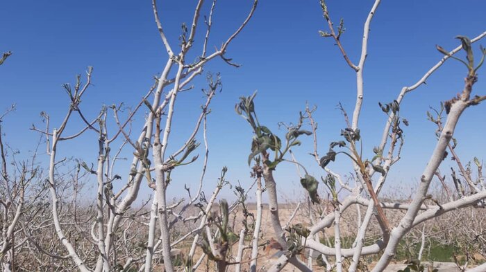 راهبرد بازار؛ راه‌های پیشگیری از سرمازدگی درختان در فصل بهار