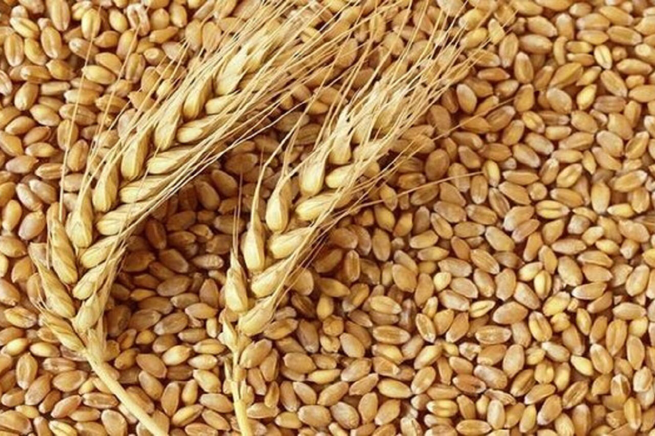 راهبرد بازار؛ رقم جدید بذر گندم برای کشاورزان خوزستانی معرفی شد