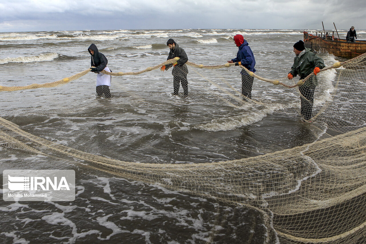 راهبرد بازار؛ صید ۲۸۶۵ تن ماهیان استخوانی از دریای خزر/ پیش‌بینی افزایش صید در ۳۰ روز آینده
