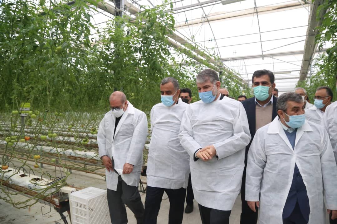 راهبرد بازار؛ وزیر جهاد کشاورزی از مجتمع گلخانه سبزی و صیفی دشت ناز ساری بازدید کرد