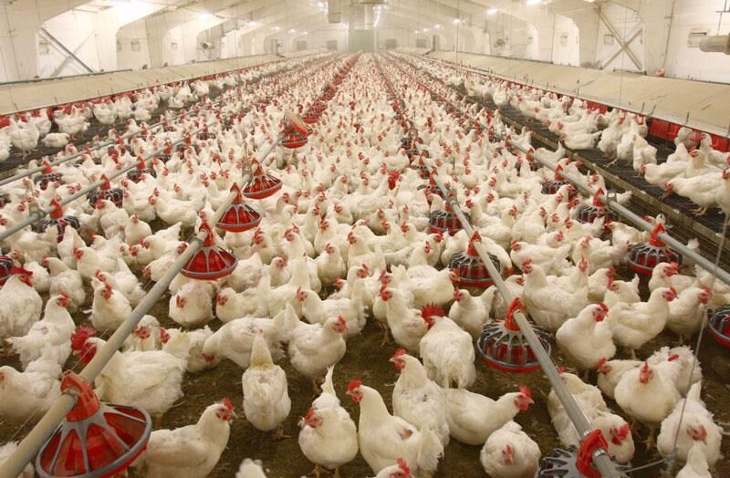 راهبرد بازار؛ آغاز خرید حمایتی مرغ مازاد در همه استان‌ها/ تولیدکنندگان نگران نباشند