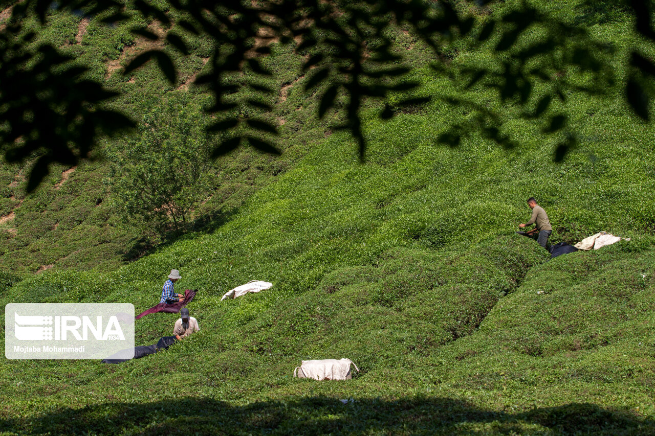 راهبرد بازار؛ احیای حدود ۱۷۰۰ هکتار باغات چای گیلان و مازندران در سال گذشته