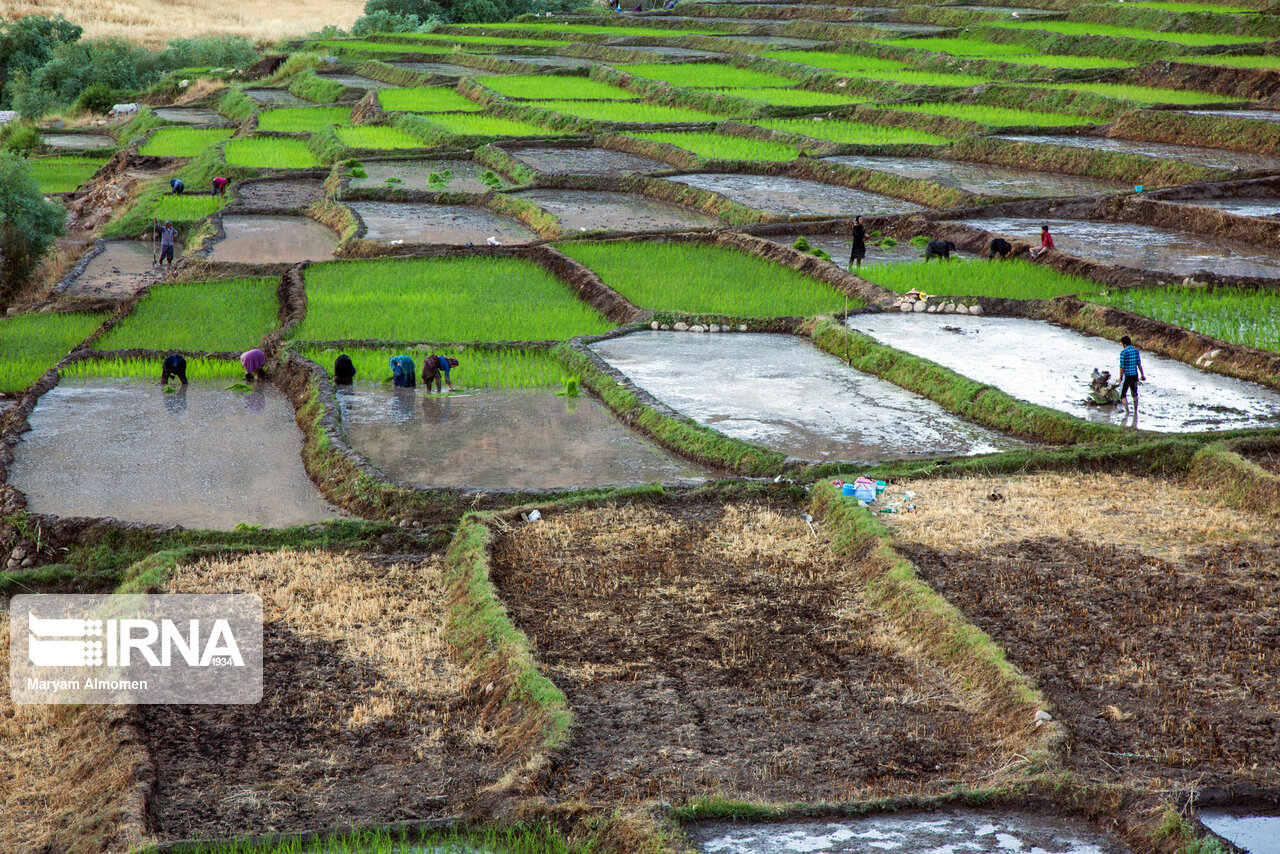 راهبرد بازار؛ طرح کشاورزی قراردادی برنج در استان‌های شمالی کشور اجرایی شد