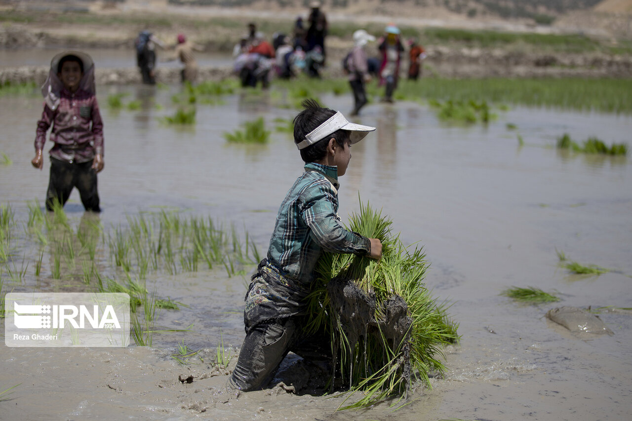 راهبرد بازار؛ ١٣٣ شالیکار گیلانی تاکنون برای کشت قراردادی برنج پیشقدم شدند