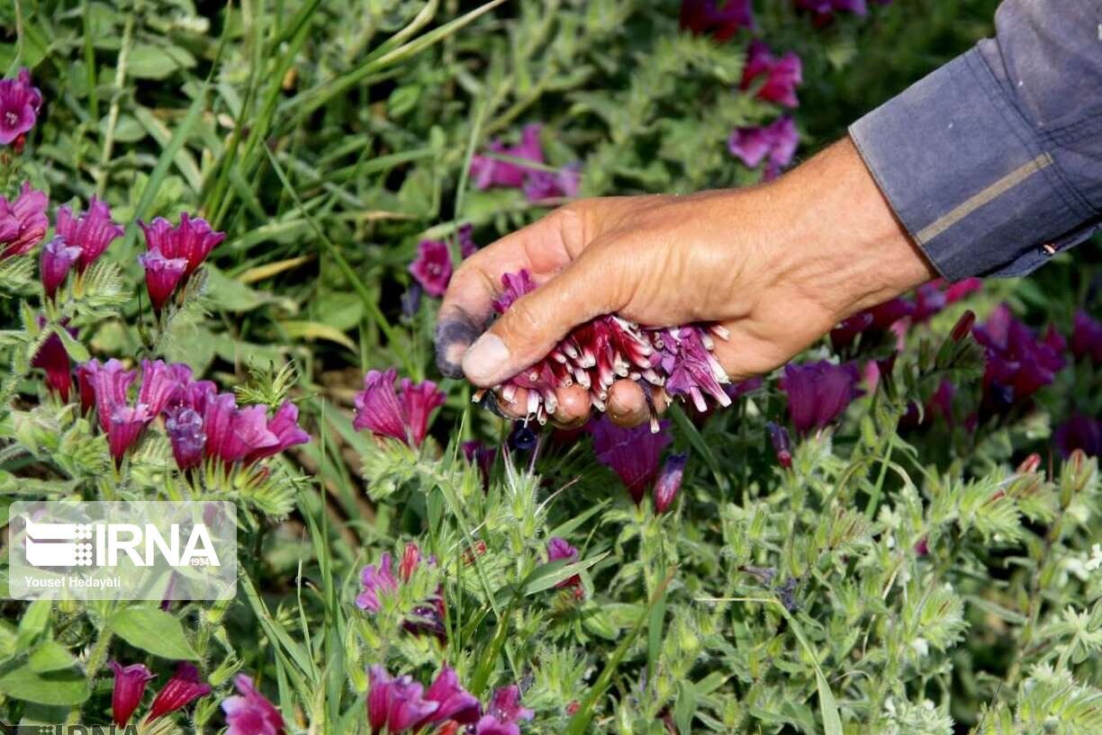 راهبرد بازار؛ چهار هزار هکتار از زمین‌های کشاورزی کرمانشاه زیرکشت داروهای گیاهی رفت