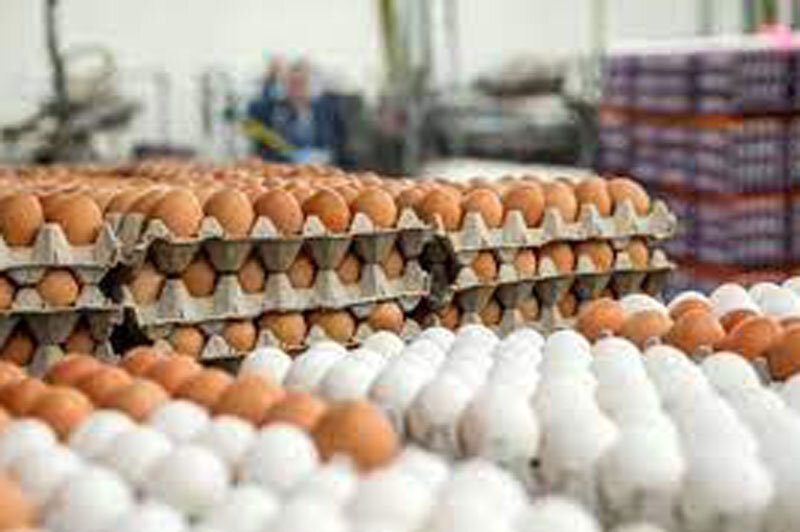راهبرد بازار؛ زمان عرضه تخم‌مرغ در میادین میوه‌ و تره‌بار اعلام شد