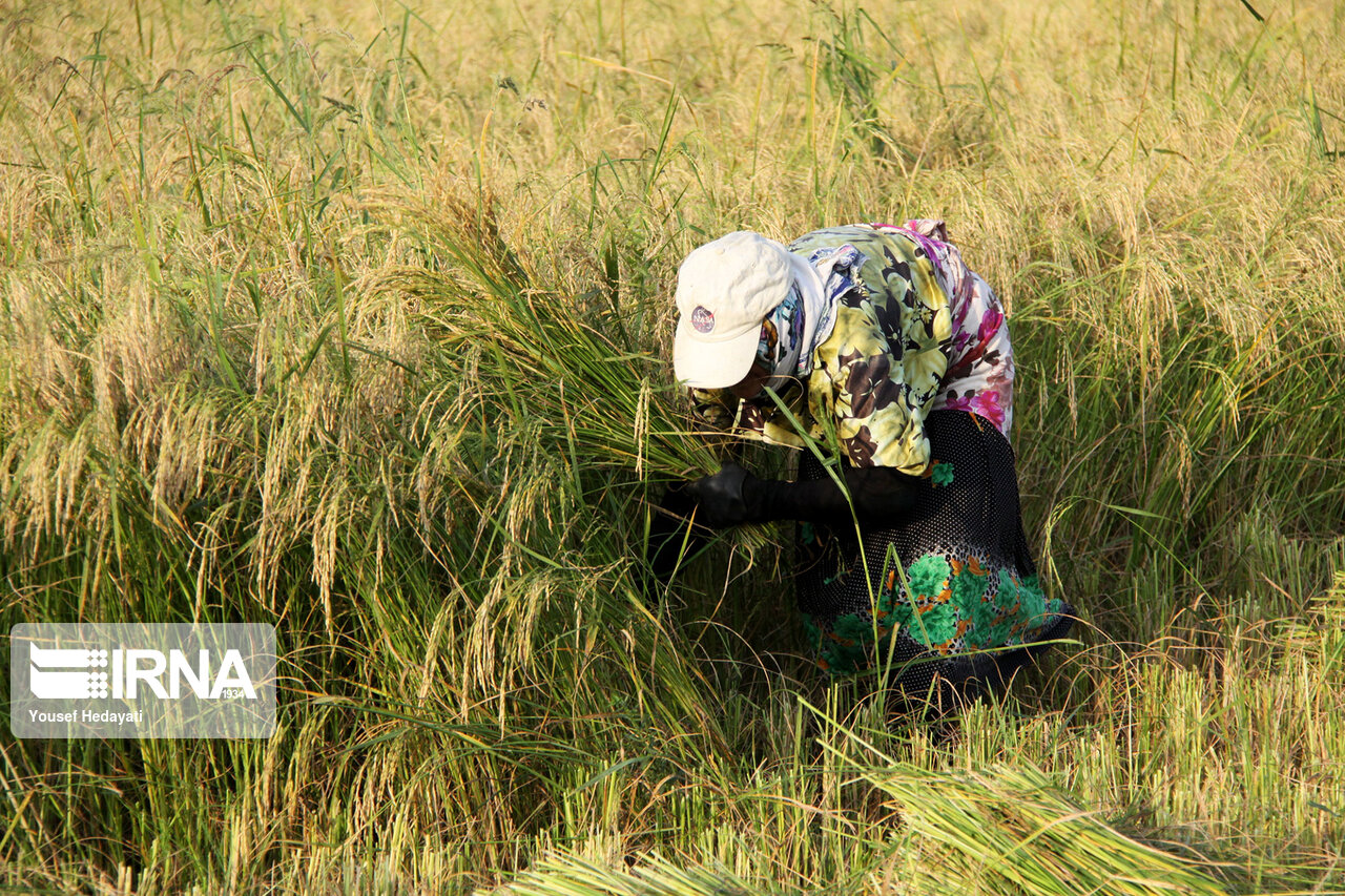 راهبرد بازار؛ برنجکاران گیلان کرت‌های شالیزاری را برای خروج آب باران باز نگه دارند