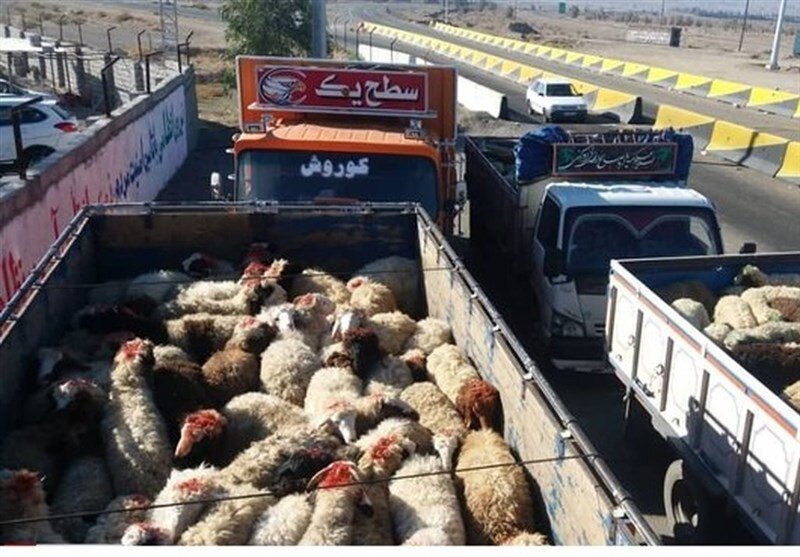 راهبرد بازار؛ رئیس اتحادیه گوشت گوسفندی: قاچاق دام باعث گرانی گوشت قرمز است